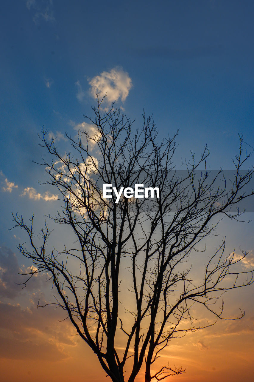 Silhouette bare tree against sky during sunset