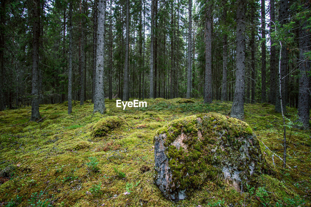 PLANTS GROWING ON LAND IN FOREST