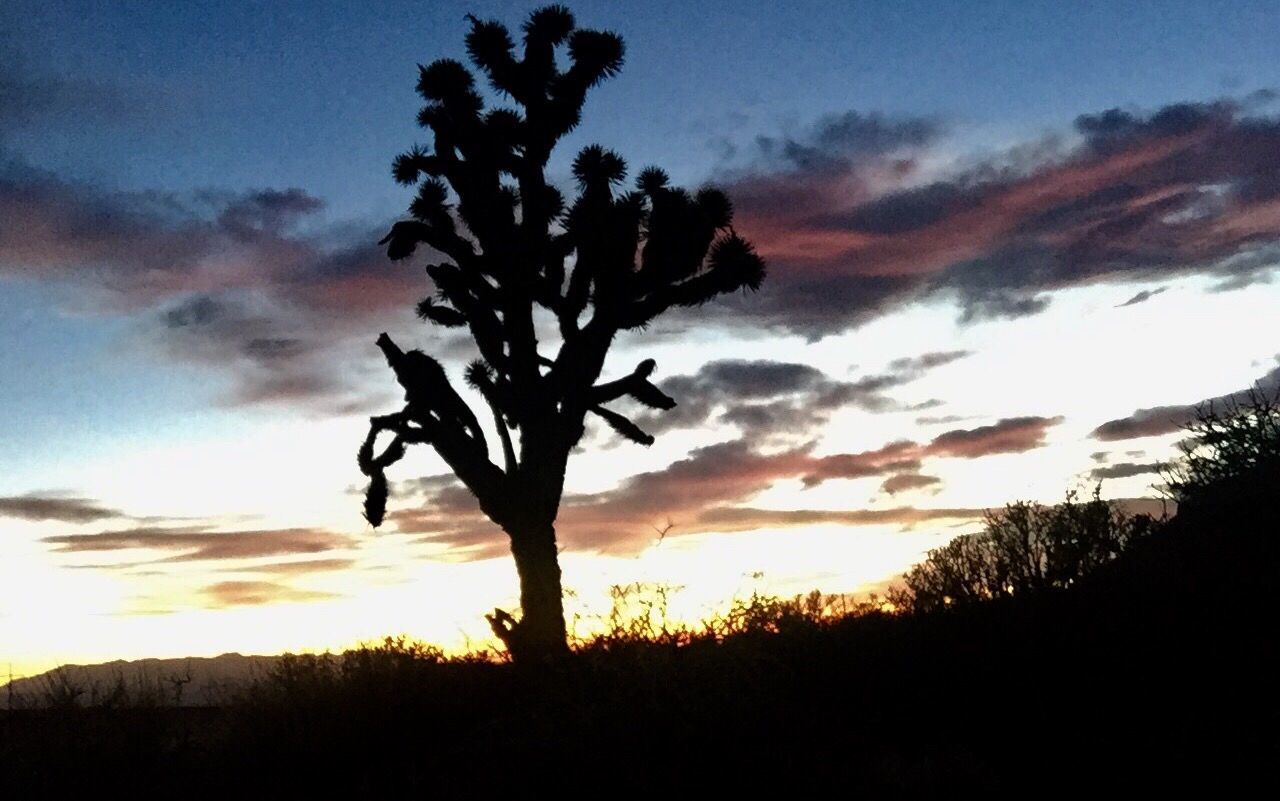 SILHOUETTE TREE AGAINST SKY AT SUNSET