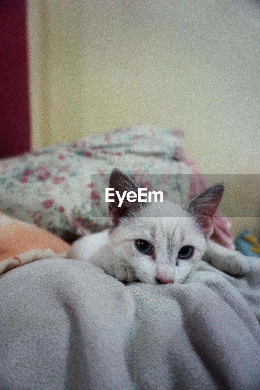 PORTRAIT OF CAT RELAXING ON BED