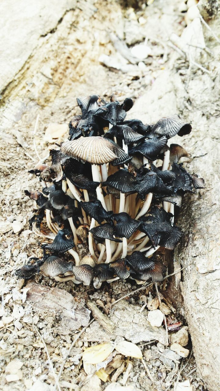 Close-up of poisonous mushrooms