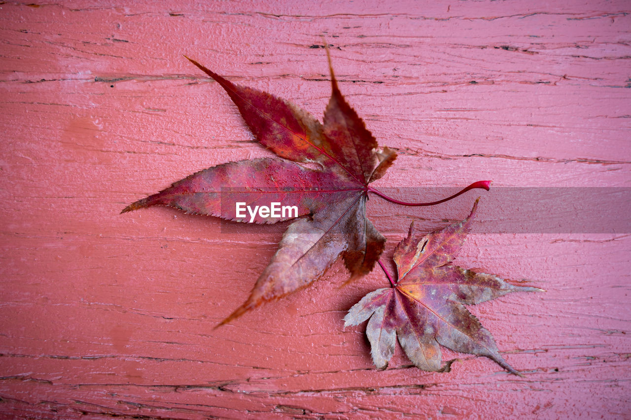 CLOSE-UP OF DRY LEAF ON RED SURFACE