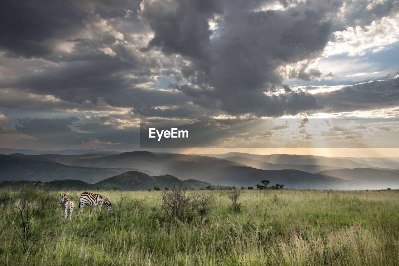 Scenic view of field against sky during sunset