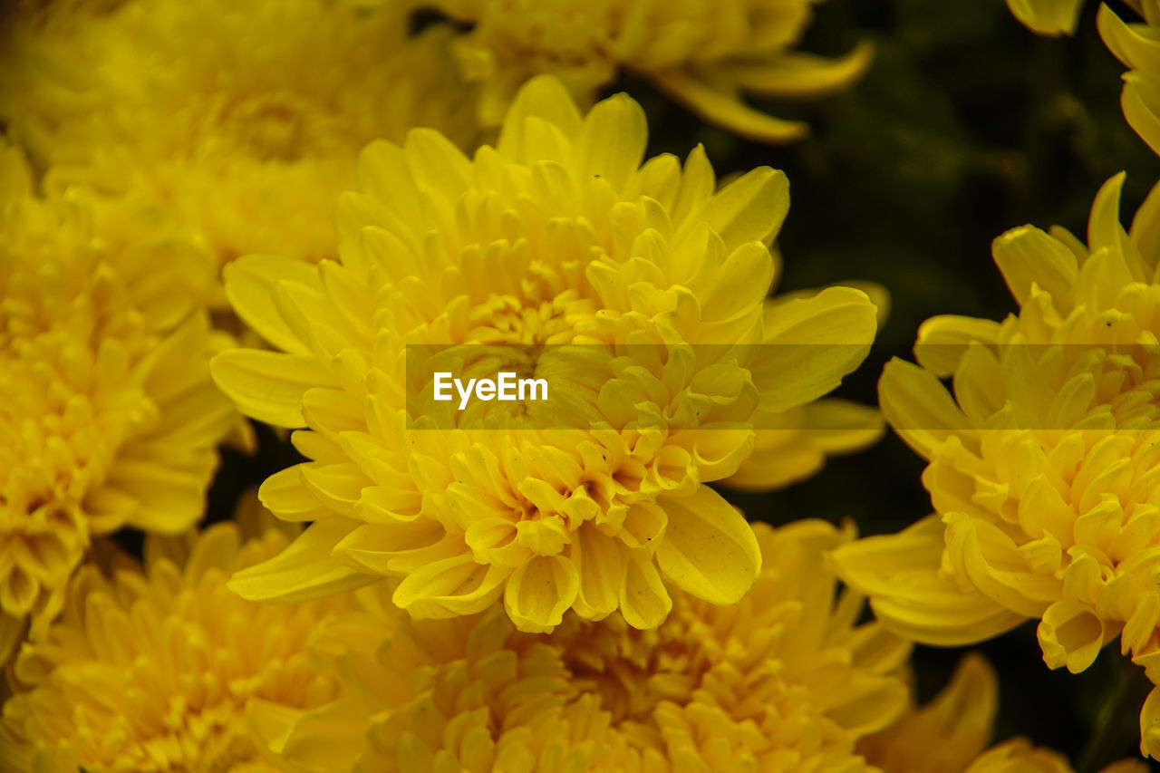 CLOSE-UP OF YELLOW MARIGOLD FLOWERS