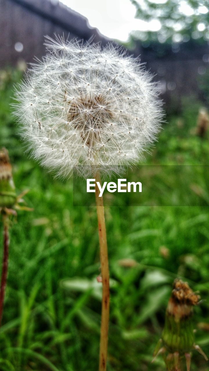 Close-up of dandelion flower