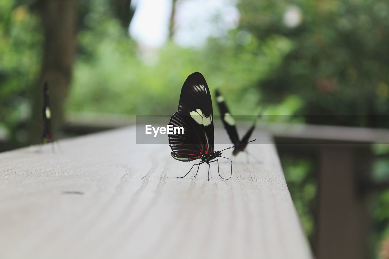 CLOSE-UP OF BUTTERFLY ON LEAF AGAINST TREES