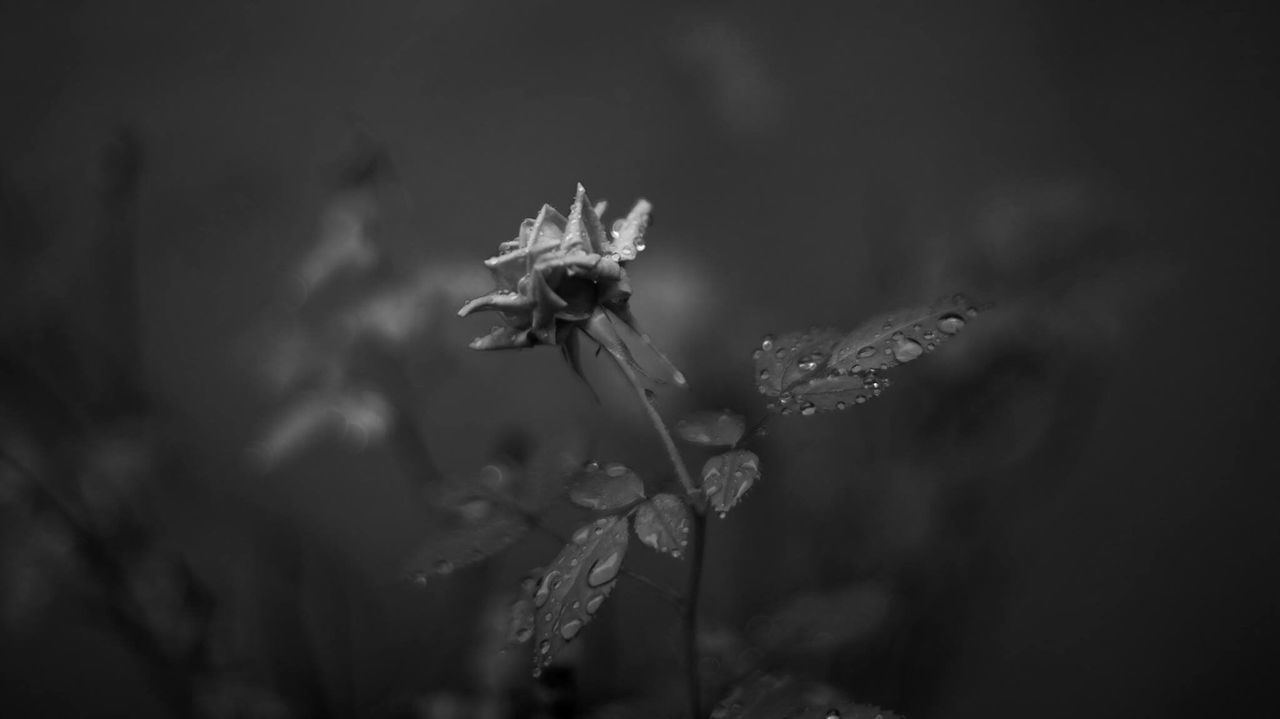 CLOSE-UP OF WET FLOWER AGAINST WATER