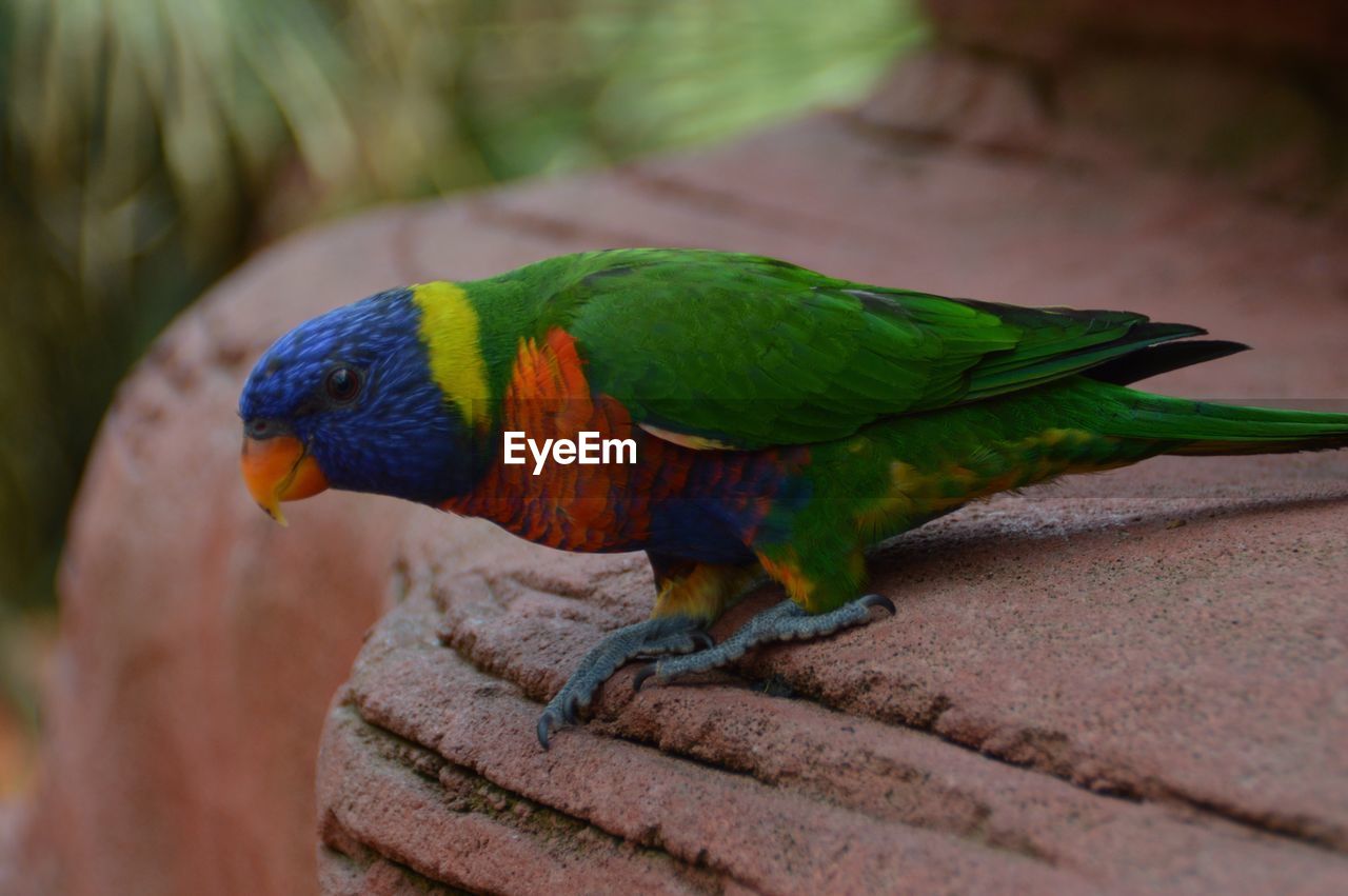 CLOSE-UP OF PARROT PERCHING ON TREE