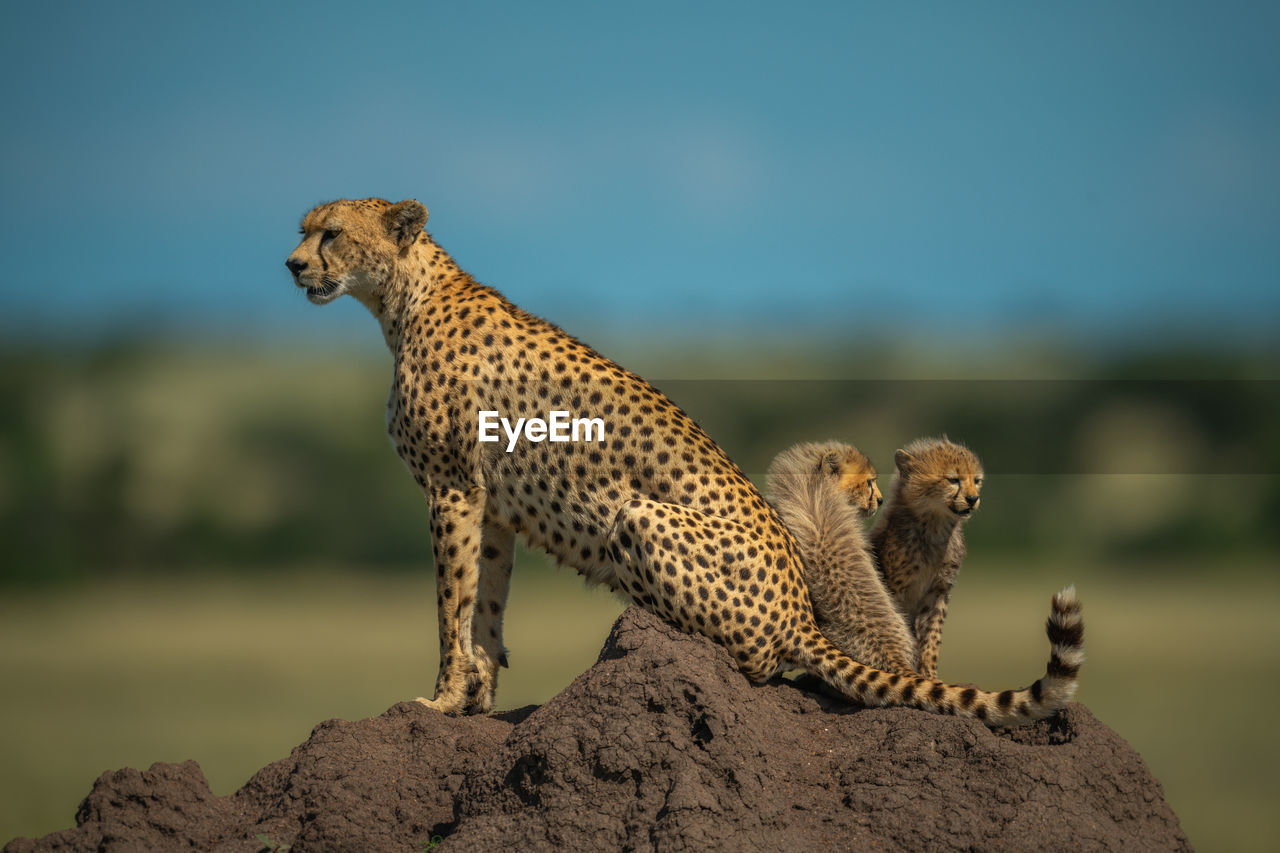 Two cubs sit behind cheetah on mound