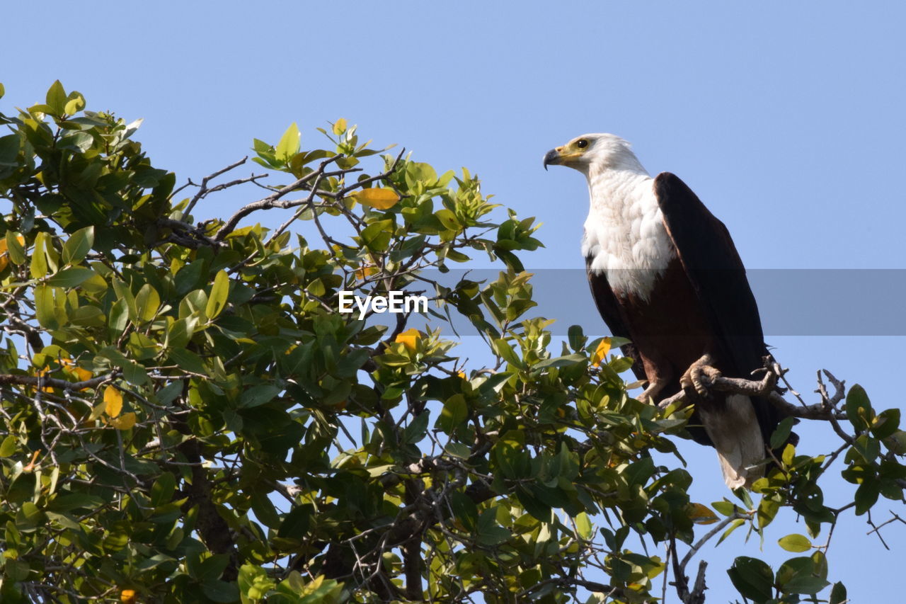 Low angle view of bird perching on branch