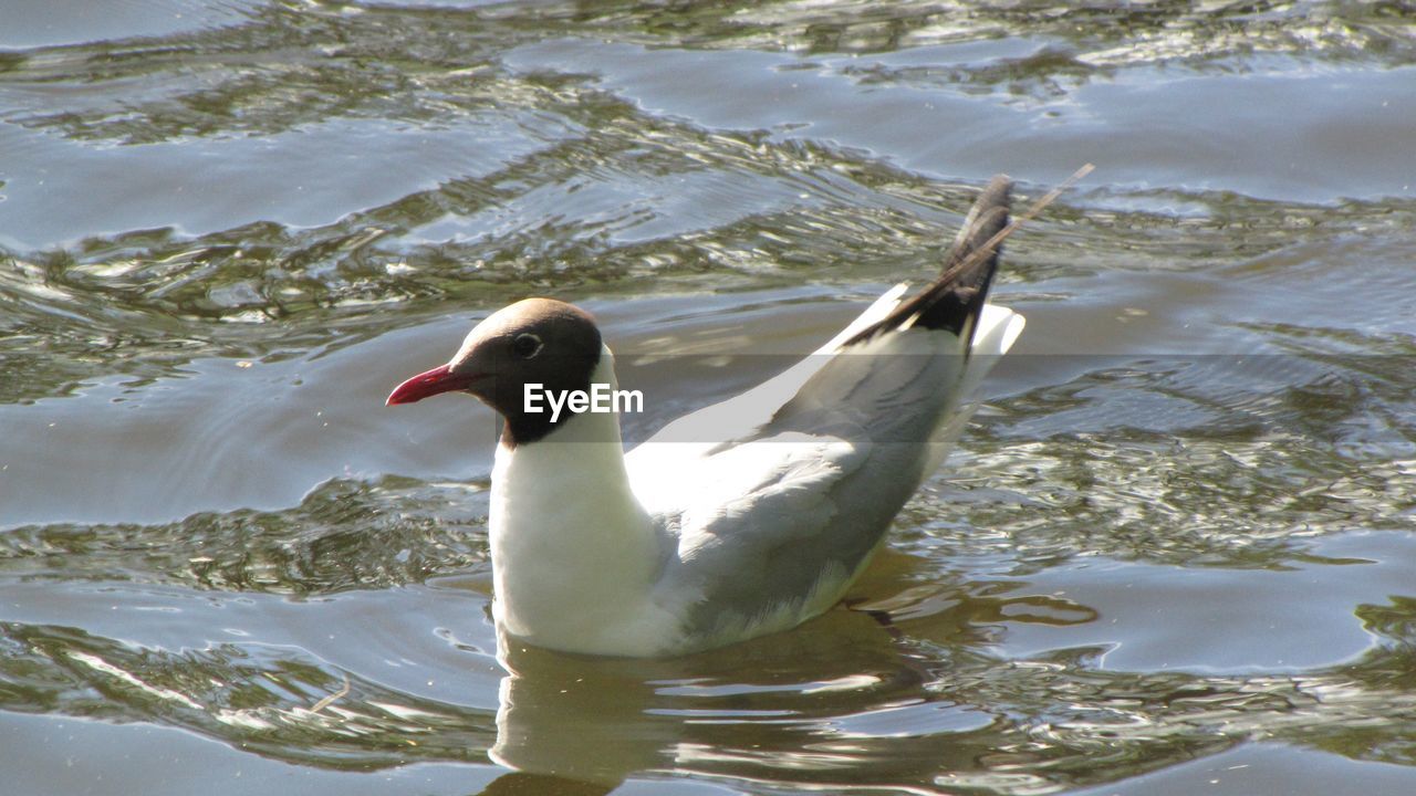 Close-up of seagull swimming on river