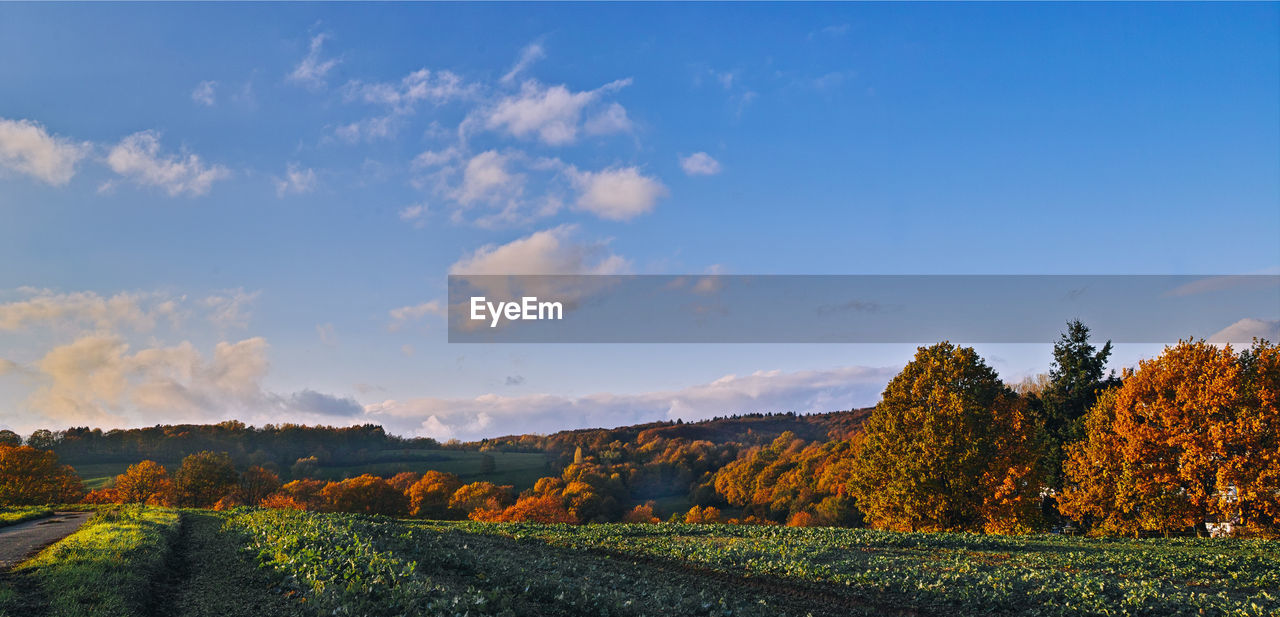 SCENIC VIEW OF TREES GROWING ON FIELD AGAINST SKY