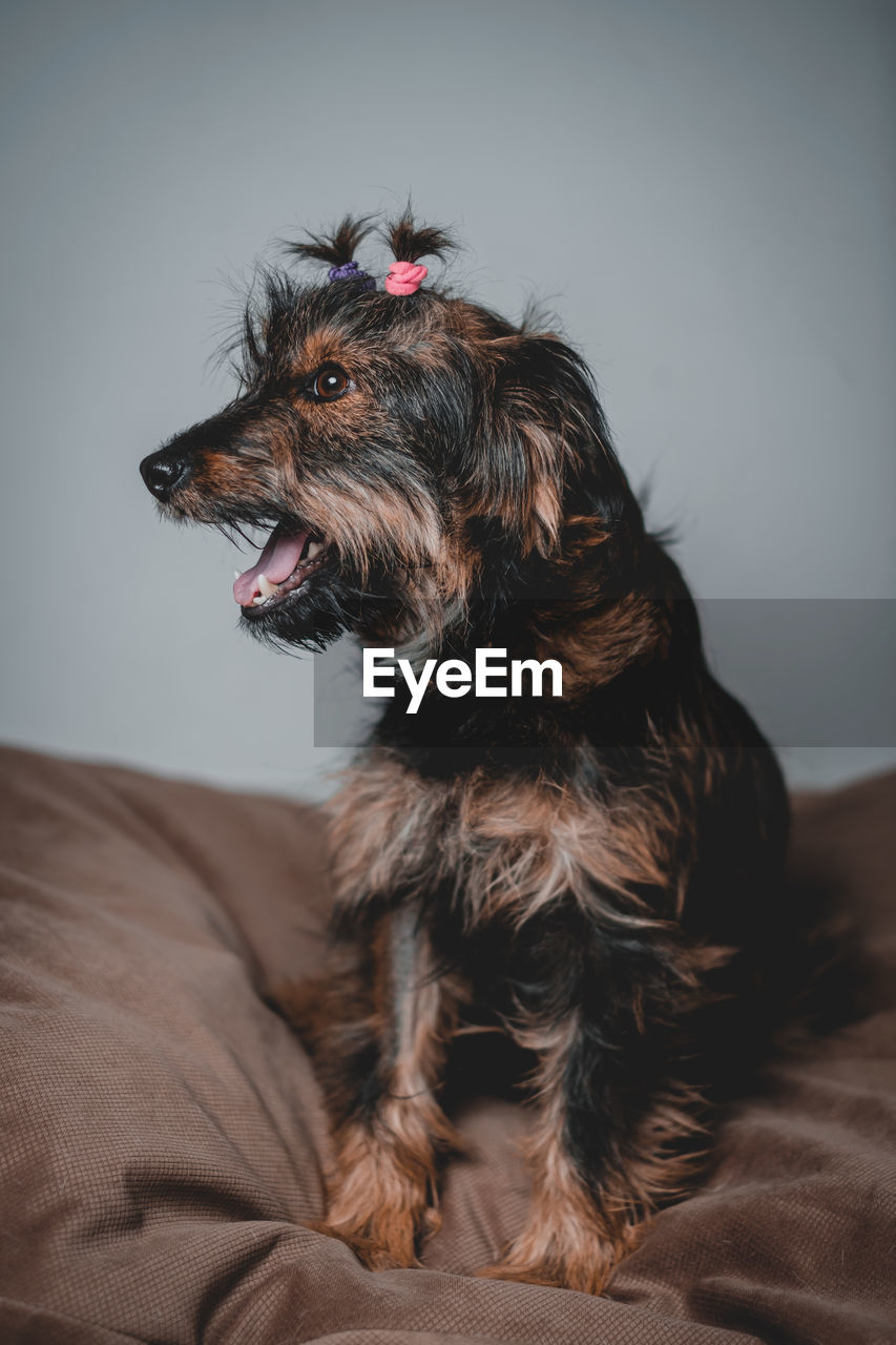 close-up portrait of dog