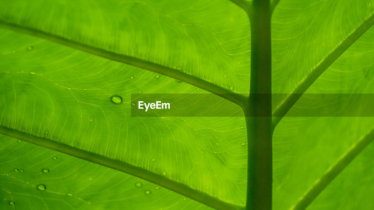 Close-up of raindrops on green leaves