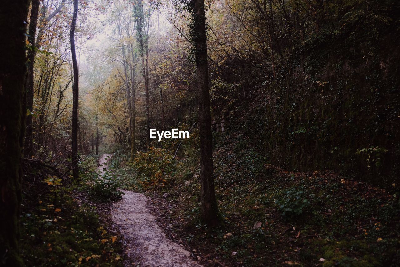 Footpath amidst trees in forest during autumn