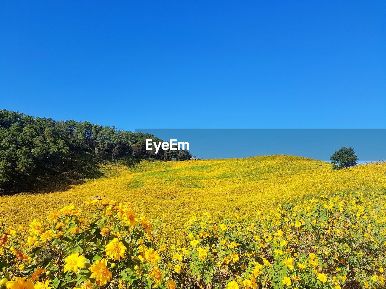 YELLOW FLOWERING PLANTS ON FIELD AGAINST CLEAR SKY