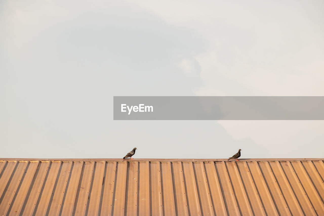 Low angle view of bird perching on roof against sky