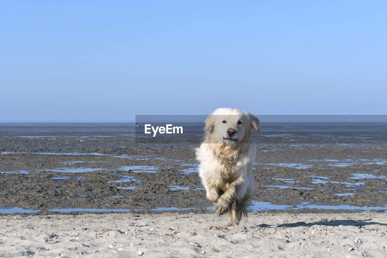 DOG STANDING ON SHORE AGAINST CLEAR SKY