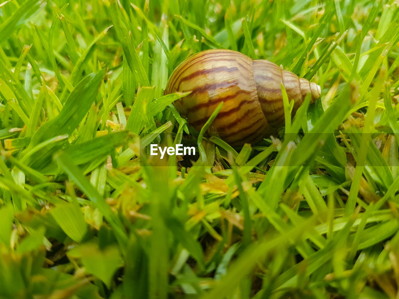 CLOSE-UP OF SNAIL ON GROUND