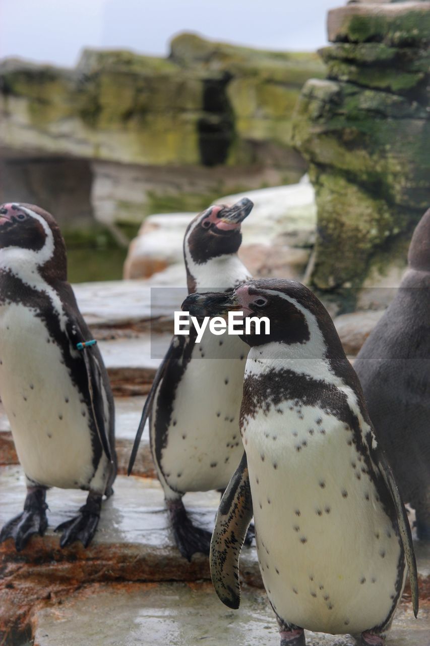 HIGH ANGLE VIEW OF PENGUINS ON FIELD