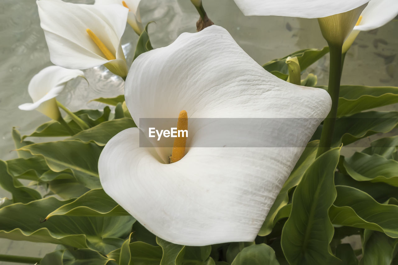 flower, plant, flowering plant, freshness, petal, beauty in nature, white, flower head, close-up, growth, inflorescence, fragility, nature, leaf, plant part, no people, lily, pollen, springtime, green, calla lily, botany, yellow, outdoors, stamen