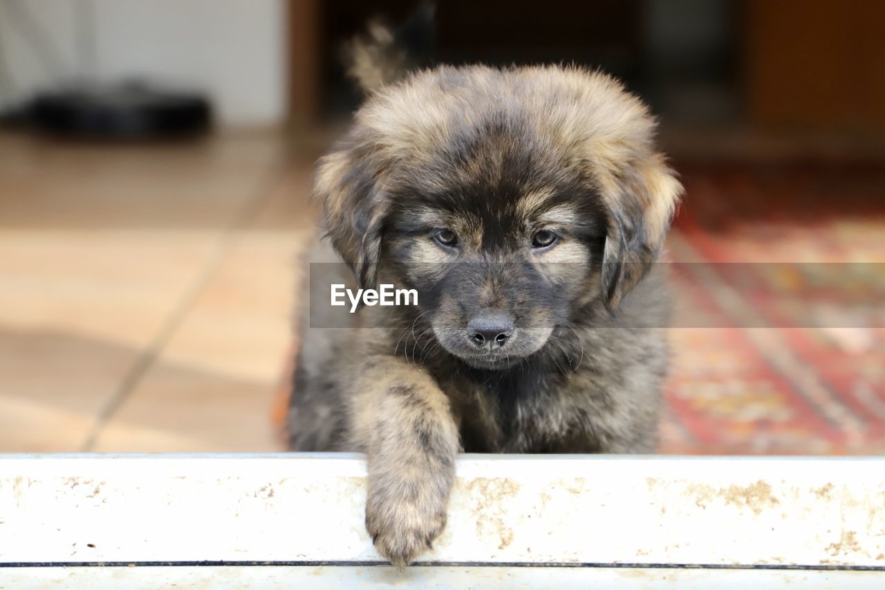 Close-up portrait of puppy 