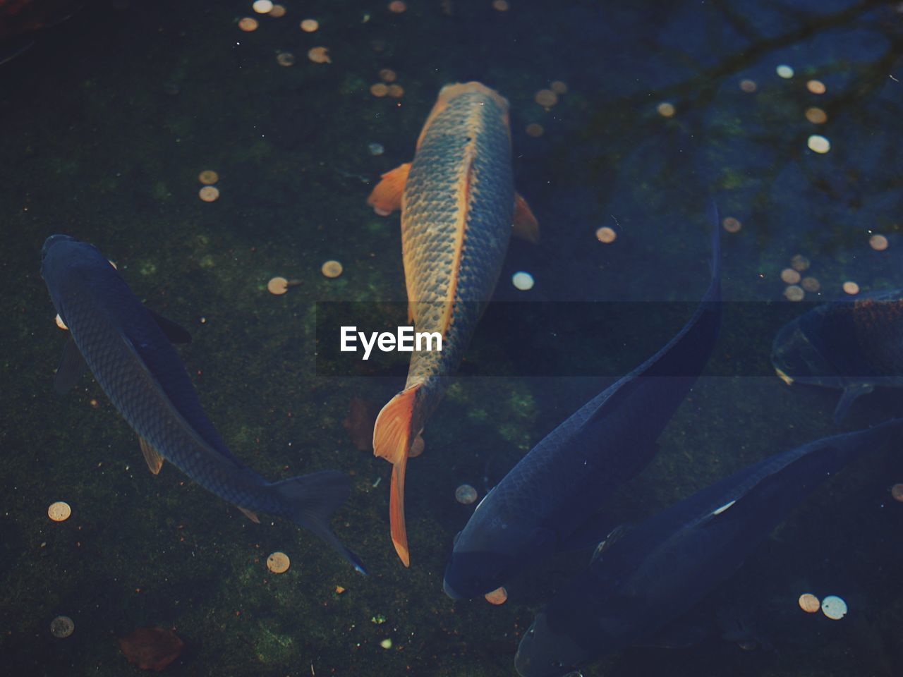 High angle view of fishes swimming in lake at night