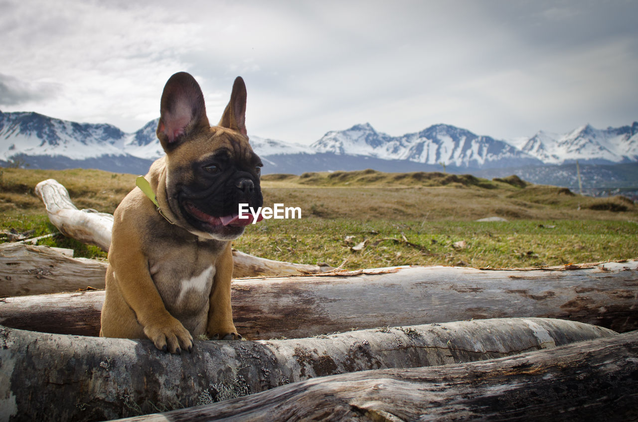 French bulldog on fallen tree trunks against snowcapped mountains