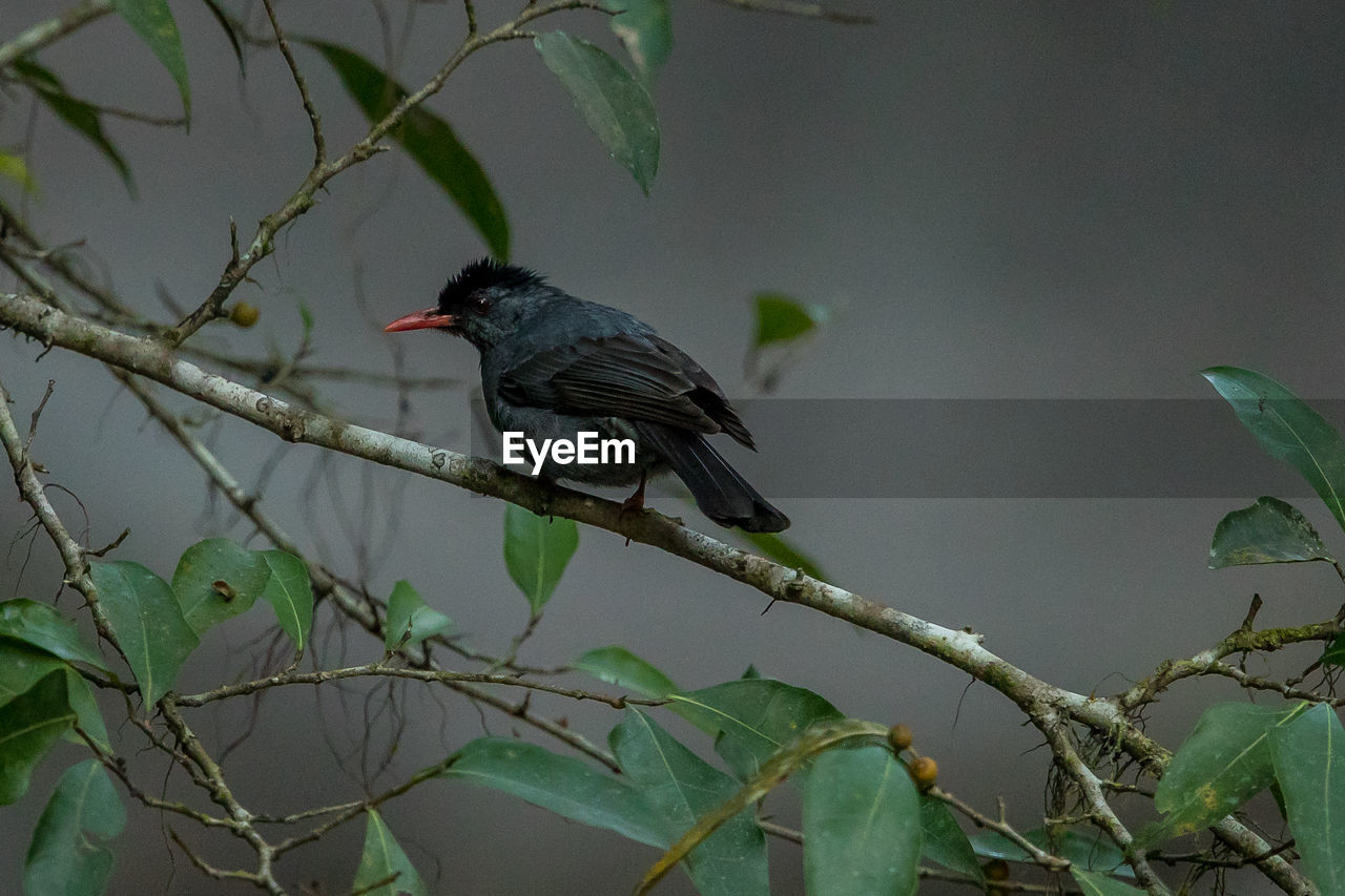 VIEW OF BIRD PERCHING ON BRANCH