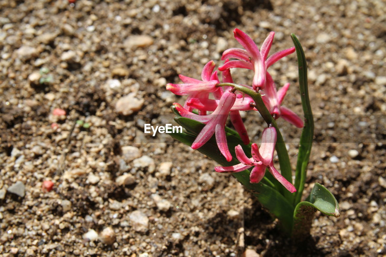 CLOSE-UP OF PINK ROSE FLOWER ON LAND