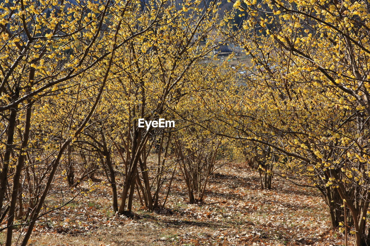 Trees on field