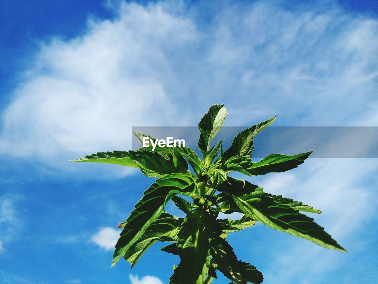LOW ANGLE VIEW OF FRESH PLANT AGAINST SKY