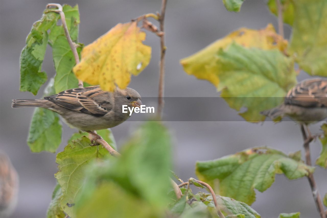 Close-up of sparrow perching on leaf