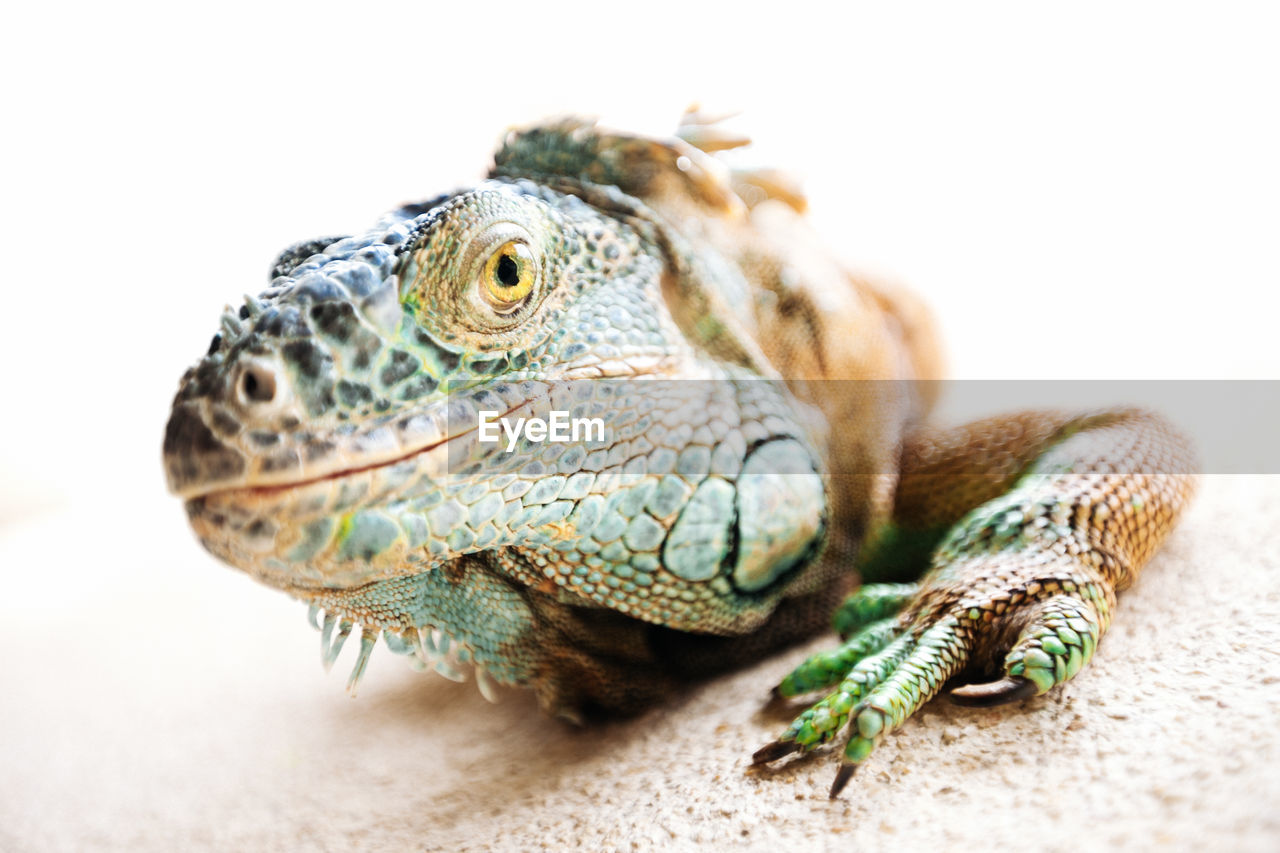 Close-up of iguana on ground