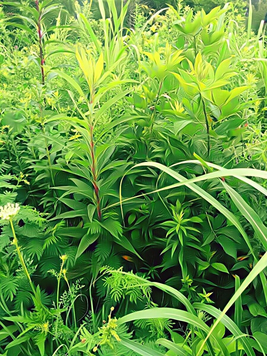 FULL FRAME SHOT OF PLANTS