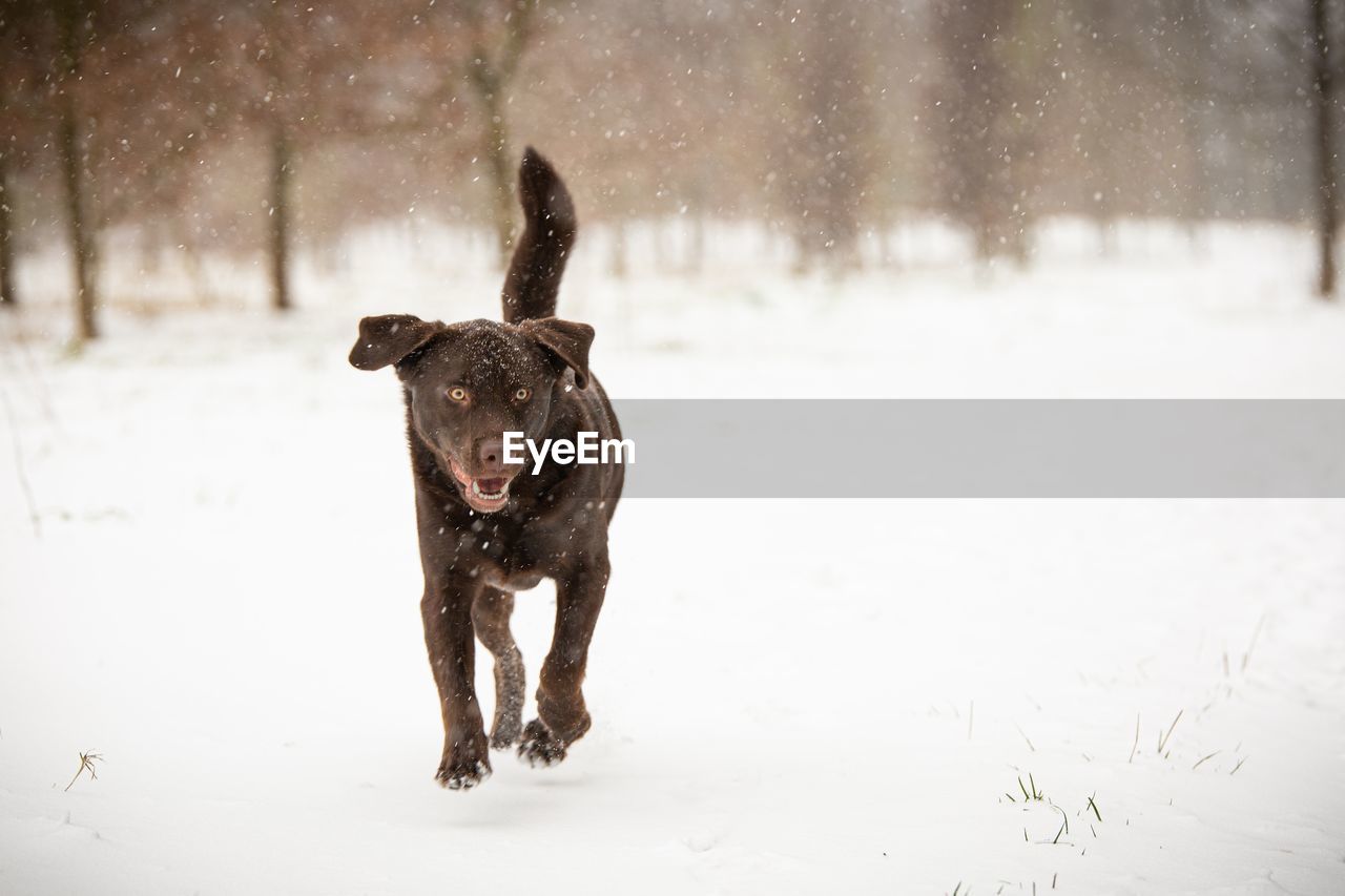 Dog running on snow covered land