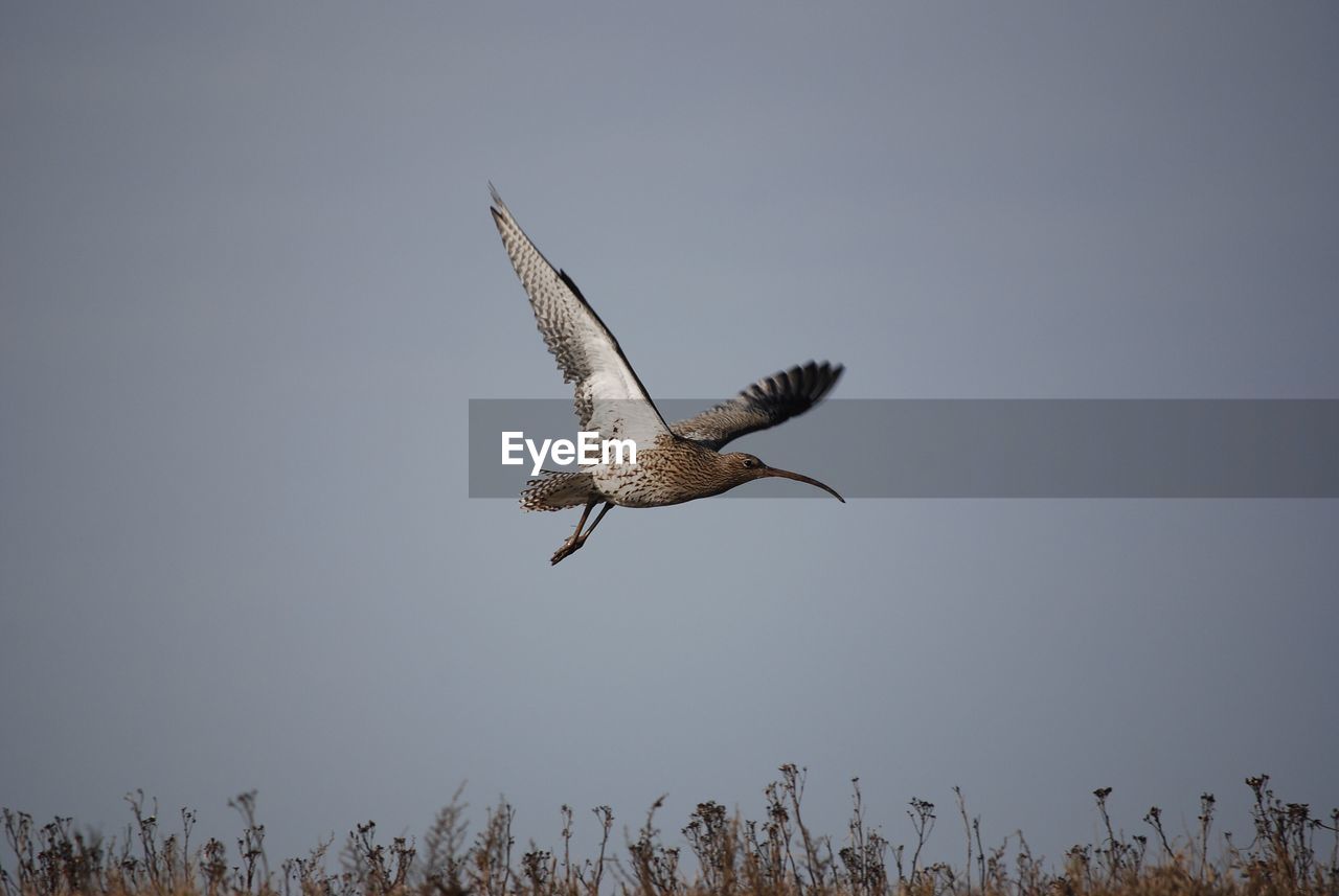 Low angle view of bird flying against clear sky
