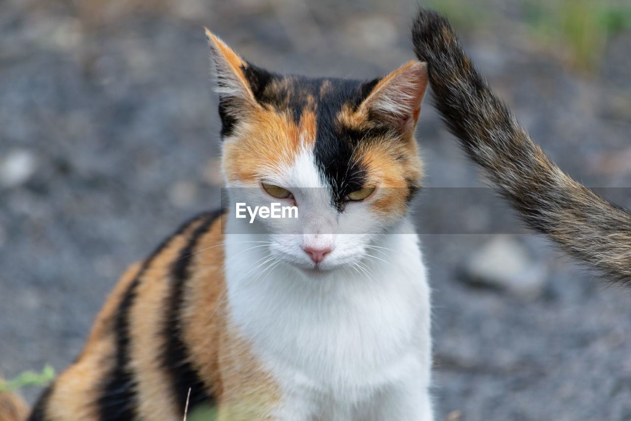 PORTRAIT OF CAT LOOKING AWAY OUTDOORS