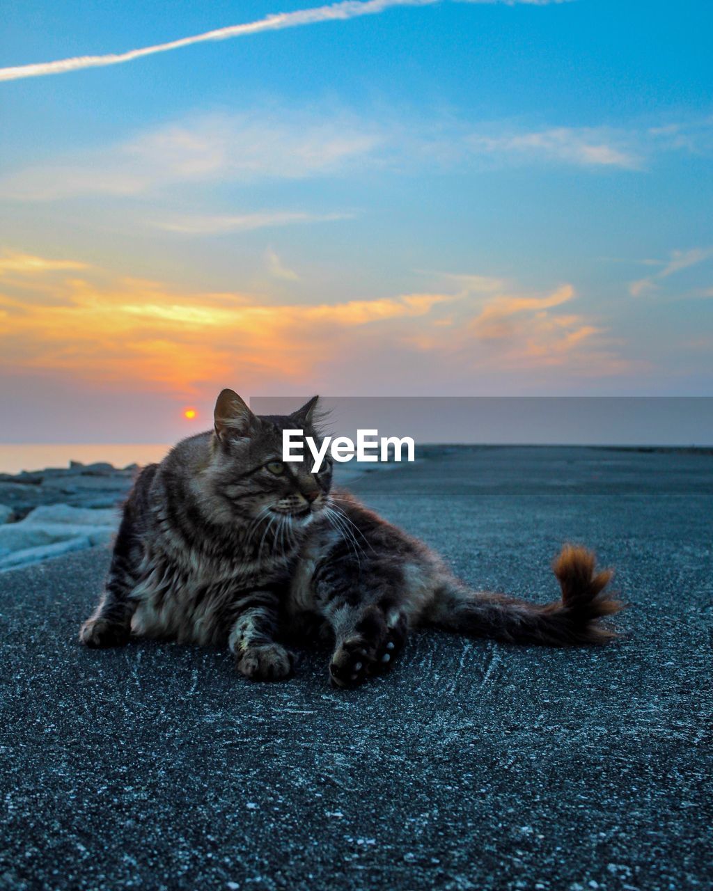 Cat lying on the beach at sunset