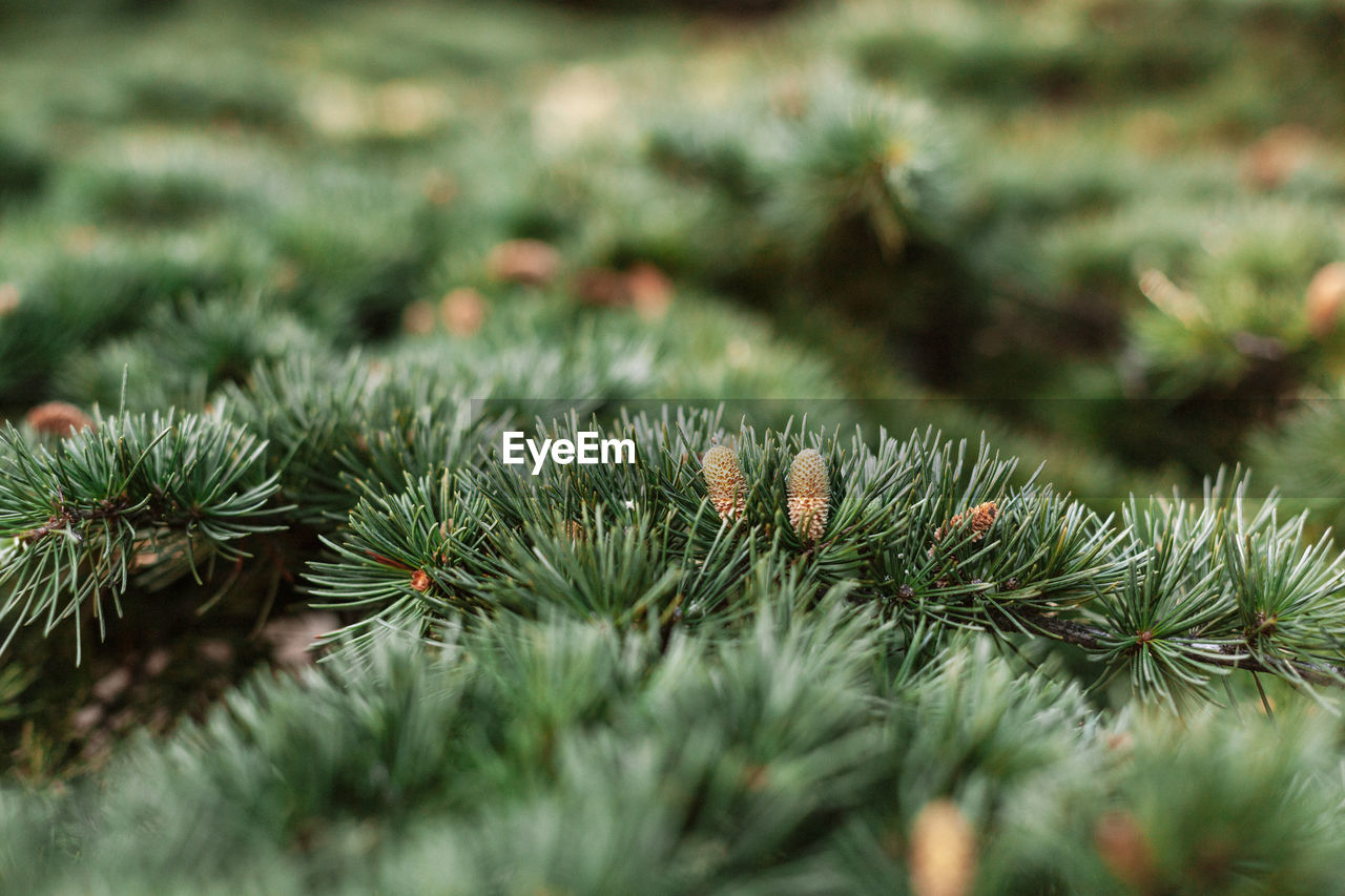 Spruce pine cedar fir fluffy branches with green needles prickles close-up