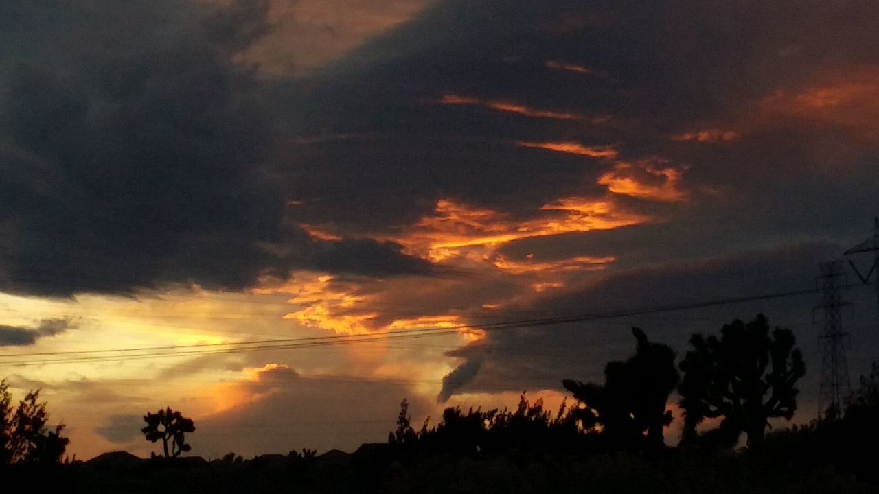 SILHOUETTE OF TREES AGAINST CLOUDY SKY