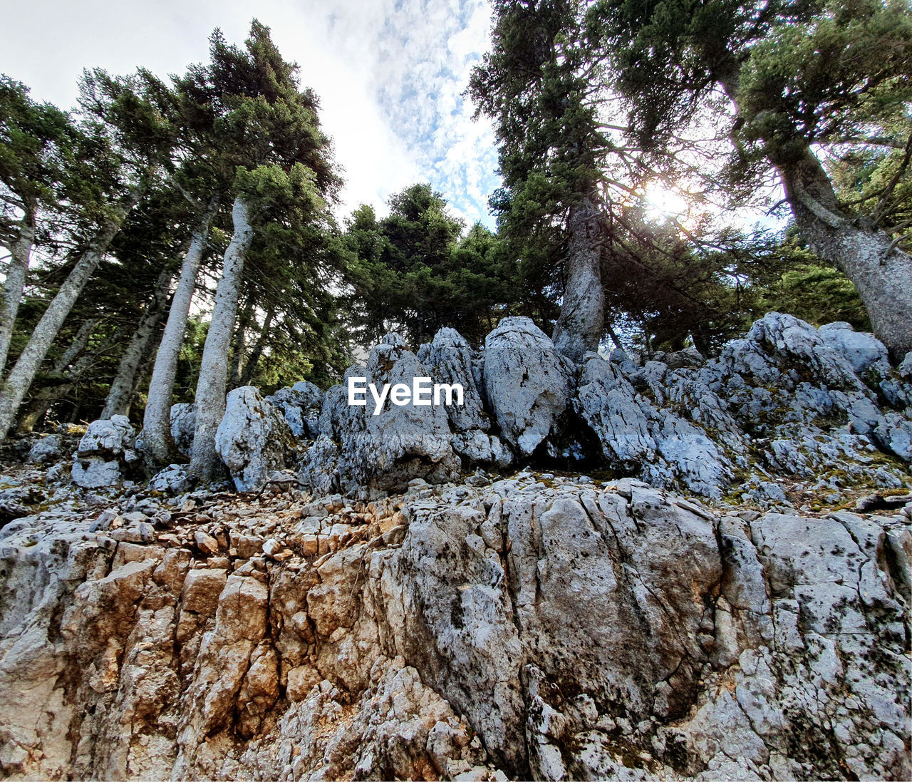 LOW ANGLE VIEW OF TREES AND ROCKS AGAINST SKY