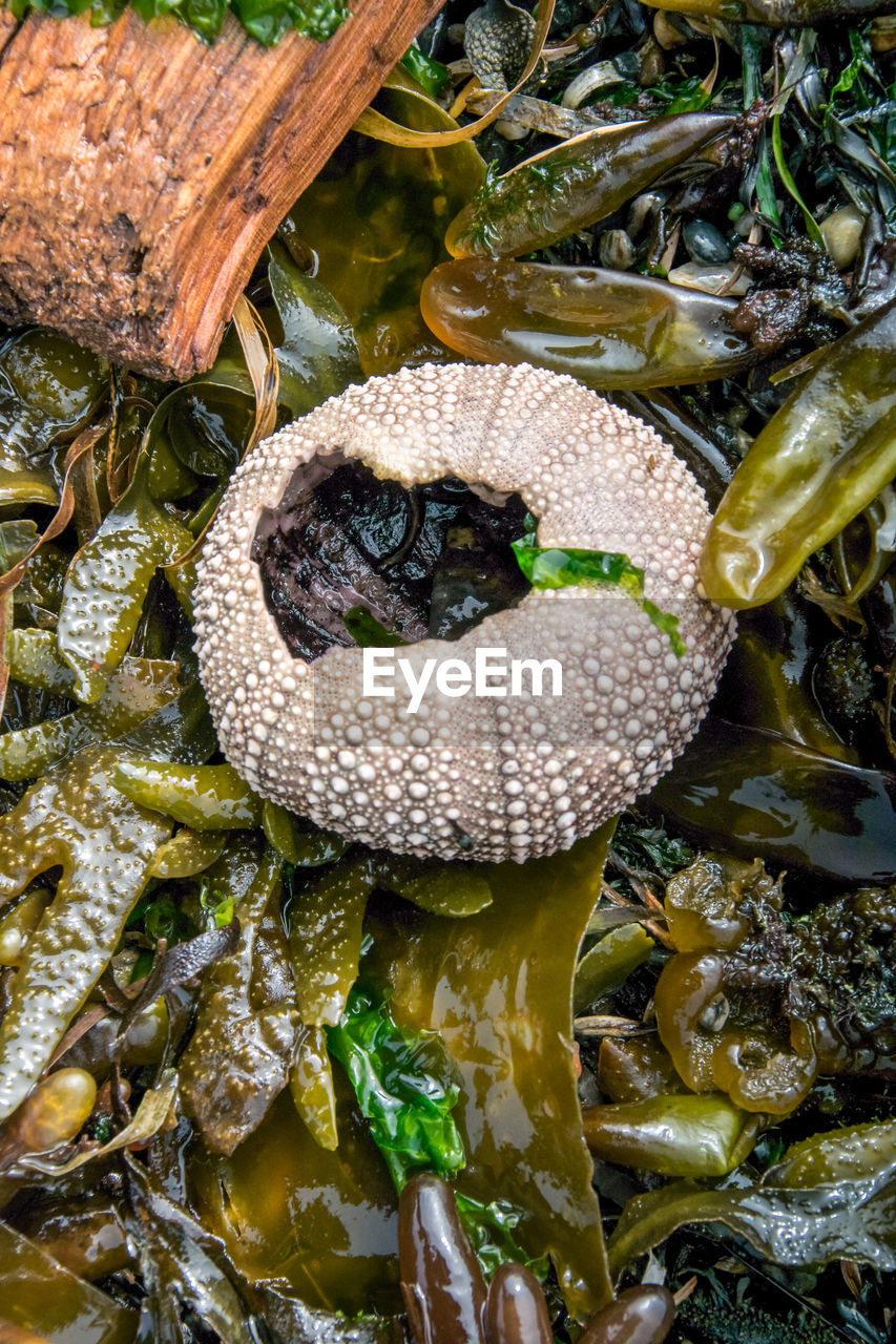 CLOSE-UP OF FISH IN SEA