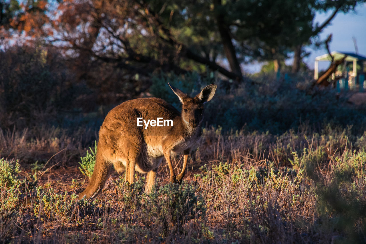 DEER STANDING IN FOREST