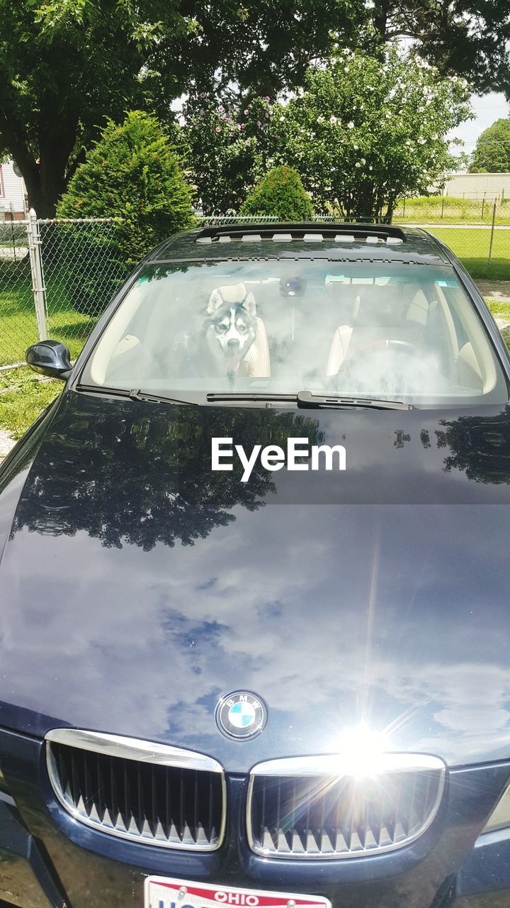 REFLECTION OF TREES ON CAR WINDSHIELD