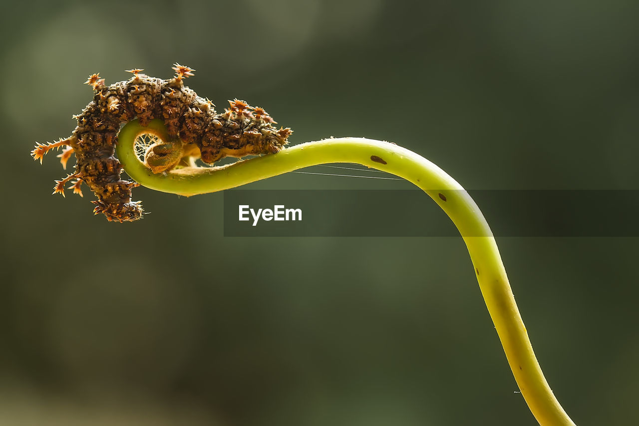 Close up of beautiful caterpillar