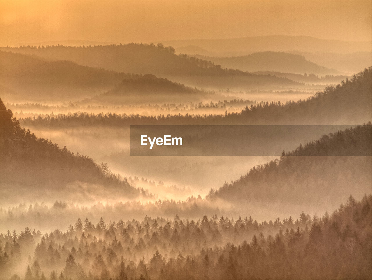 Strong sun rays illuminating sharp treetops of misty forest scenery with fresh and vibrant  foliage