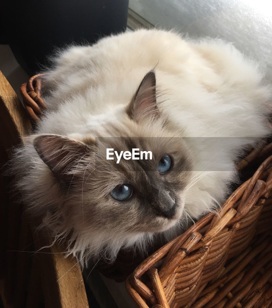 CLOSE-UP PORTRAIT OF CAT ON BLANKET