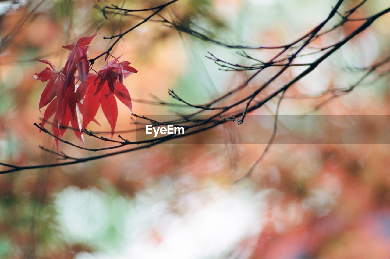 Close-up of autumnal leaves against blurred background