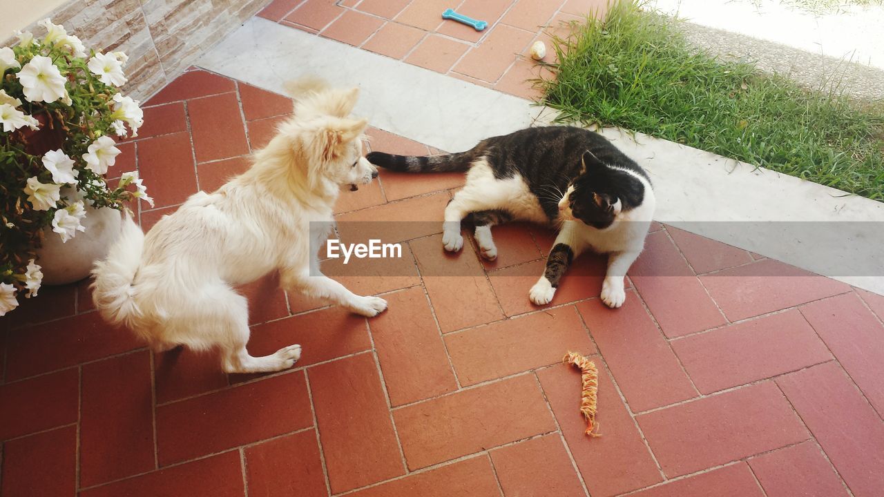 High angle view of pomeranian playing with cat on tiled floor